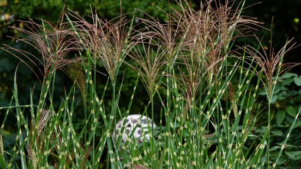 types-of-grass