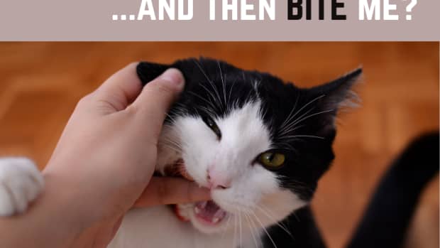 5-times-to-worry-about-a-cat-licking-you-and-then-biting-you