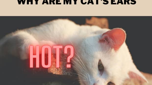 my-cats-ears-are-hot-6-reasons-for-concern