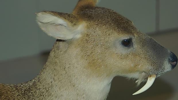 the-origin-and-habits-of-fanged-deer