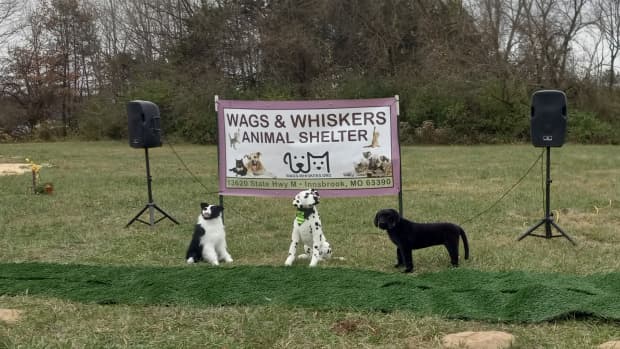 wags-and-whiskers-community-comes-together
