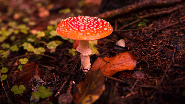 why-they-say-psilocybin-mushroom-is-good-for-depression