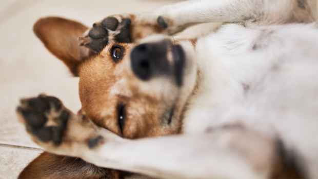 Grooming Your Dog's Paws Stress-Free - PetHelpful