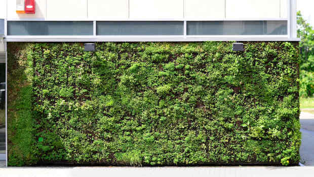 a plant wall on the side of a building.