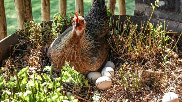 chickens-egg-hatching-process