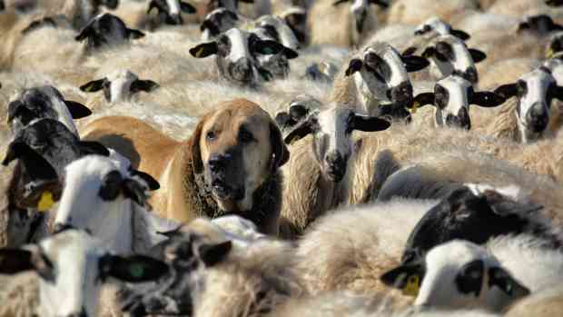 10-best-livestock-guardian-dog