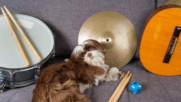 A drum teacher in Norway has gone viral on TikTok for creating music with the sounds pets make.