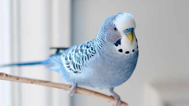 Blue Budgie bird on a perch looking at camera.