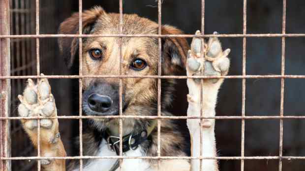 a brown dog in a cage puts his paws up on the grate and looks out mournfully.