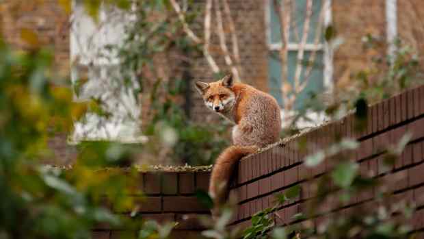 a red fox crouches on a brick wall, looking back over its shoulder