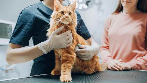 Starting June 1 a medication for feline infectious peritonitis will be available.