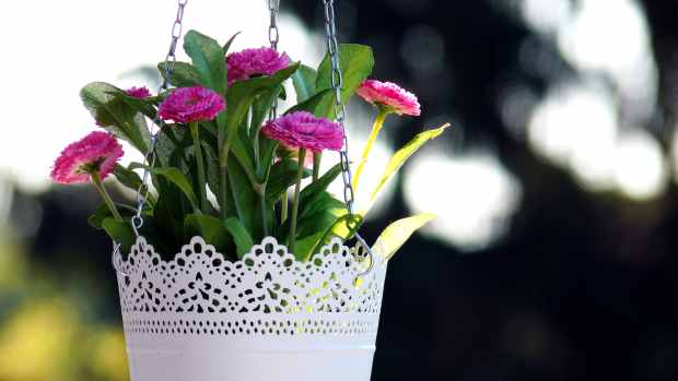 hanging-basket-flowers