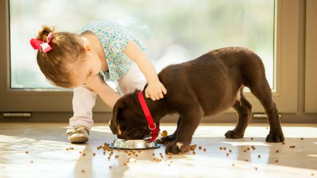 toddler girl feeding puppy