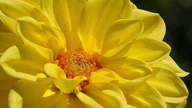 yellow-flowers-names-pictures-care