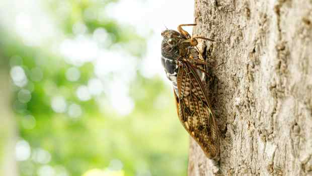 cicada in tree