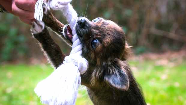Dog Whining At Toy