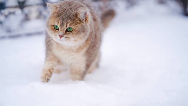 Build an Emergency Cold-Weather Shelter for Stray or Feral Cats