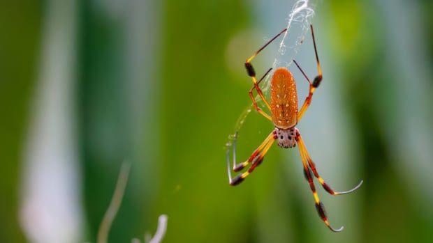 Facts About Banana or Golden Orb Spiders - Owlcation