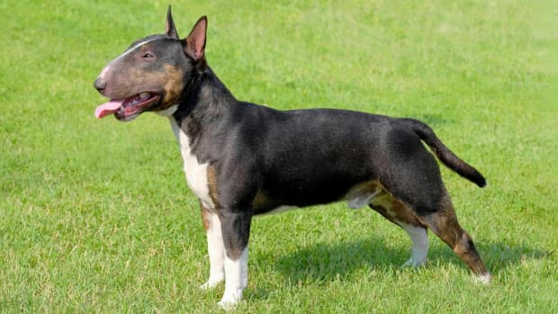 The Dogo Argentino Dog Breed: Tough but Misunderstood - PetHelpful