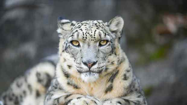A snow leopard lies on all-fours and looks forward