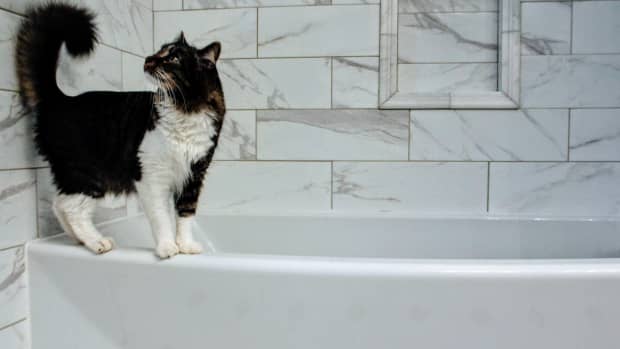 Exotic Pet Care: Bobcats as Pets - PetHelpful