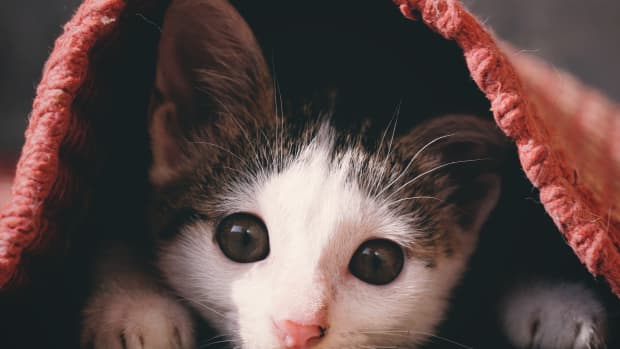 Cute Cat Kitten Bite GIF - CuteCat KittenBite BiteMyLip - Discover