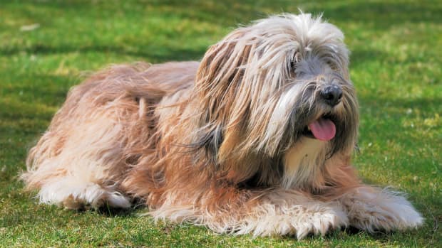 The Shih Tzu Guide: History, Personality, Food, Training, Care, and More -  The Farmer's Dog