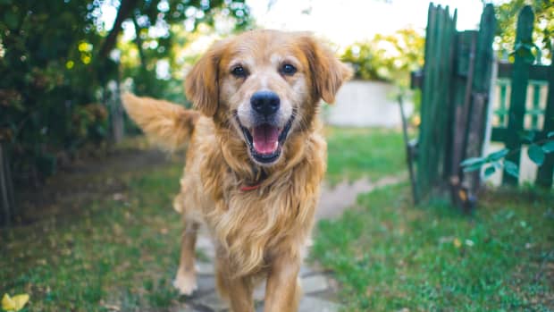 DIY KONG Filling for Dogs: Peanut Butter, Banana, and Coconut Oil -  PetHelpful