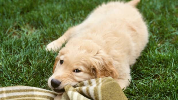 17 Ways to Give Your Dog More Mental Stimulation - PetHelpful