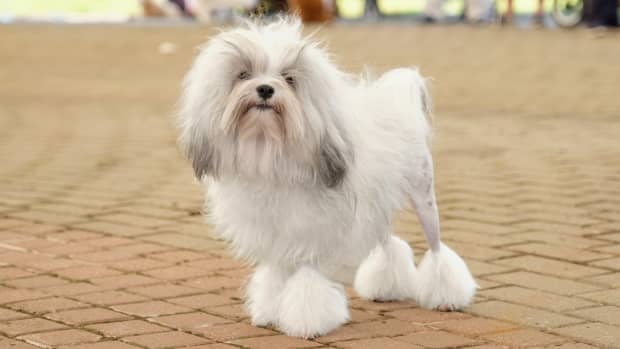 21 Cutest Small and Fluffy Dogs - PetHelpful