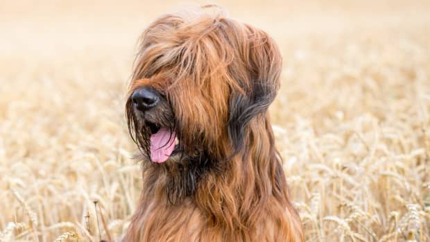 The Ultimate Shih Tzu Guide, Behaviour, Personality, Common issues –  FurFresh