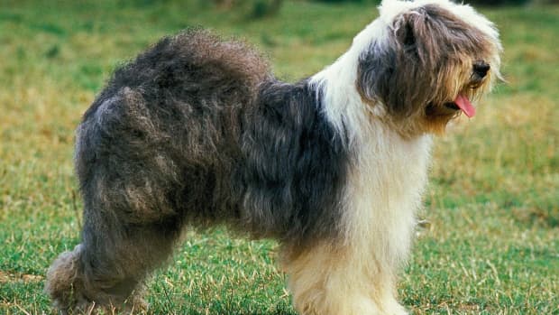 Dog Breeds - PetHelpful