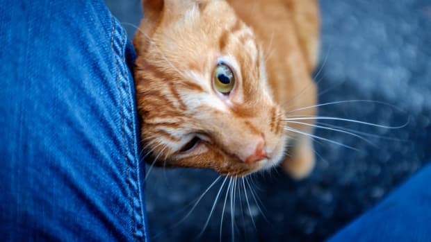 What Your Cat's Behaviors, Body Language, and Sounds Mean - PetHelpful