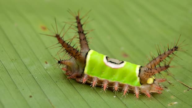 The Metamorphosis of the Extraordinarily Snake-Like Elephant Hawk-Moth  Caterpillar - Owlcation