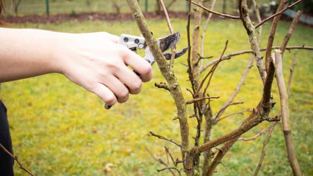 frugal-gardening-how-to-grow-fruit-trees-from-cuttings
