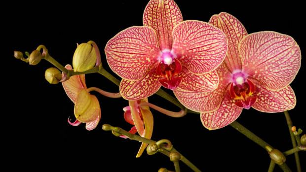 orchid-bloom-care