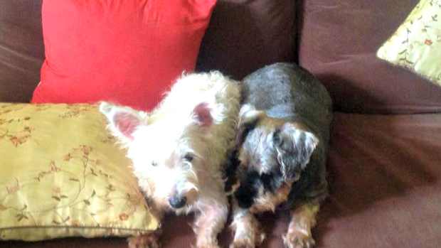 getting-children-and-dogs-to-mix-well