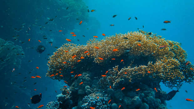 the-tactical-art-of-regenerating-a-reef-the-pinto-underwater-museum-story