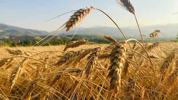 the-harvest-watchers-a-chilling-fall-mystery