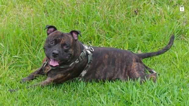 how-to-train-your-dog-without-smacking