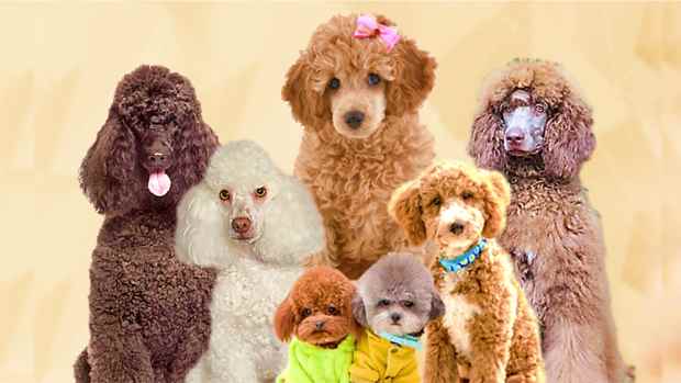 types-of-poodle-dog-breed-information