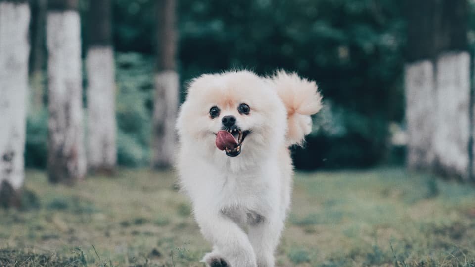 11 Dog Breeds That Look Like Pomeranians