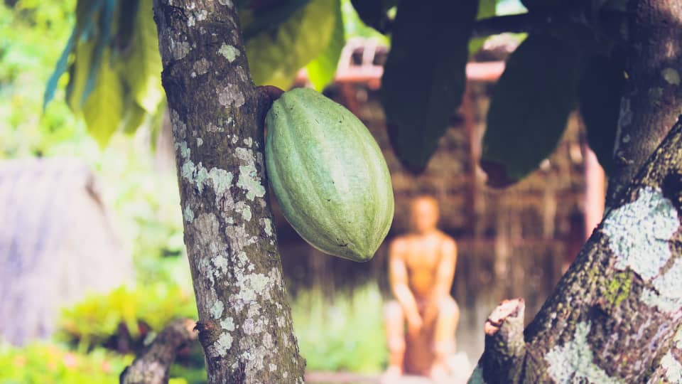 Chocolate Slavery: Slave Labor in the Cocoa Industry
