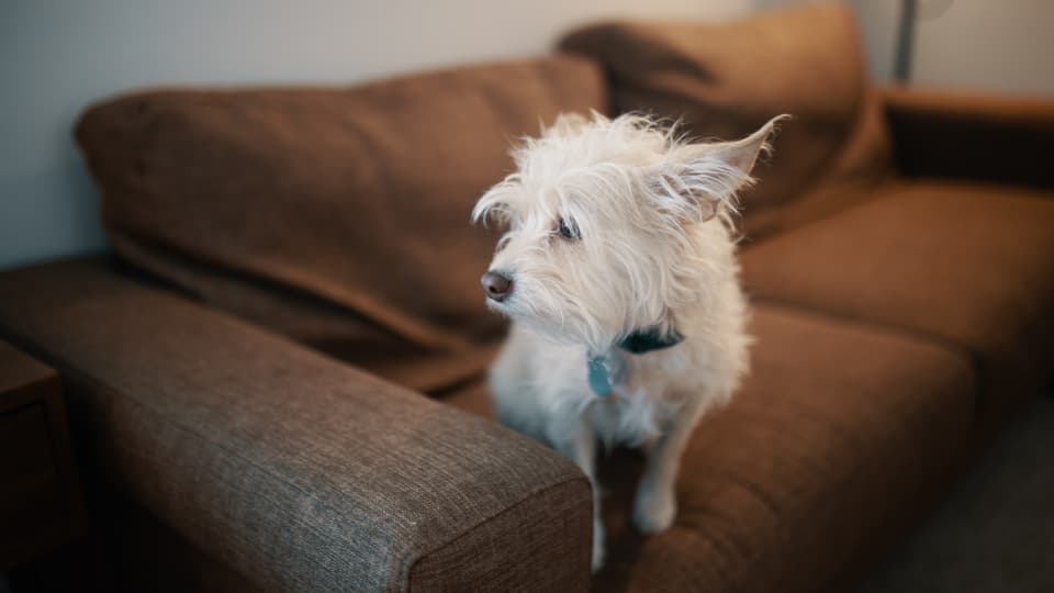 10 Ways to Stop a Dog From Destroying the Couch When Left Alone