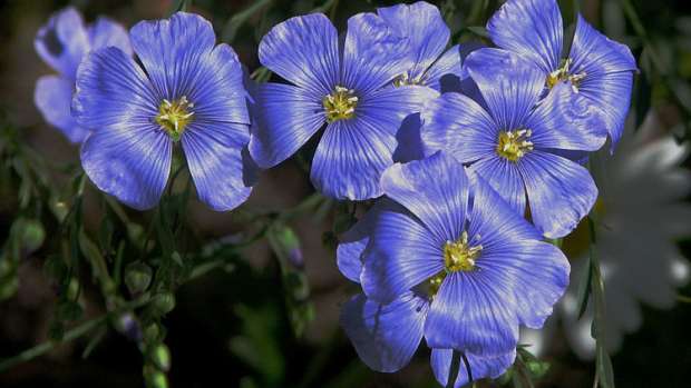flax-seeds-for-heart-a-fish-substitute
