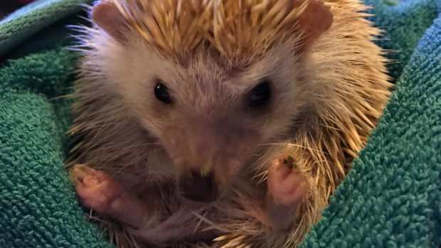 Exotic Pets - PetHelpful - By fellow animal lovers and experts