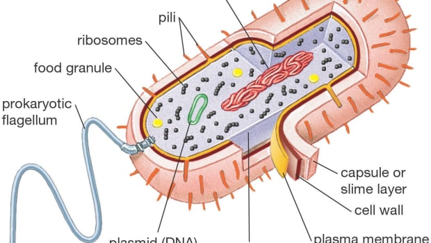 Microbiology - Owlcation - Education