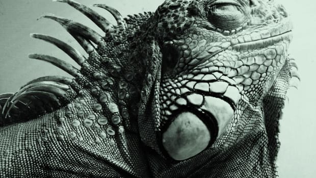 Lizard poop on me astrology