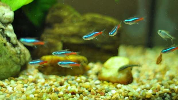 freshwater aquarium pets
