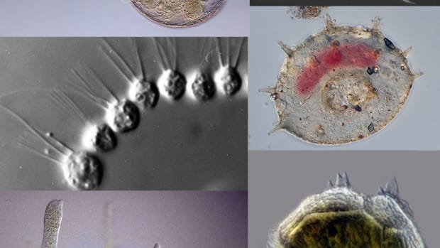 Microbiology - Owlcation - Education